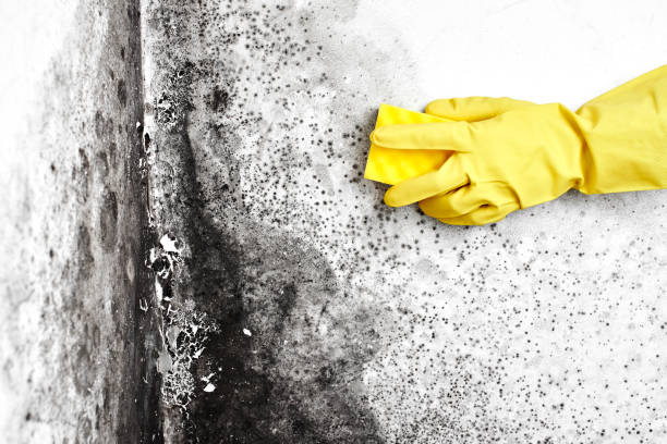 Best HVAC Mold Remediation in Allentown, NJ