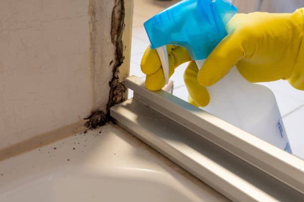 Best Kitchen Mold Remediation in Allentown, NJ