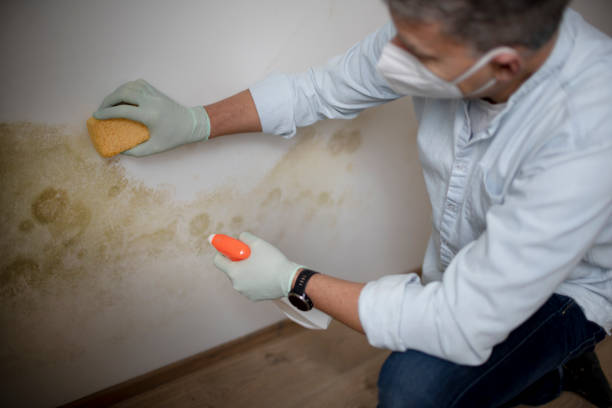 Best Mold Testing and Inspection Services in Allentown, NJ