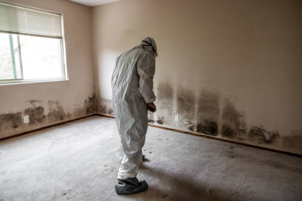 Best HVAC Mold Remediation in Allentown, NJ