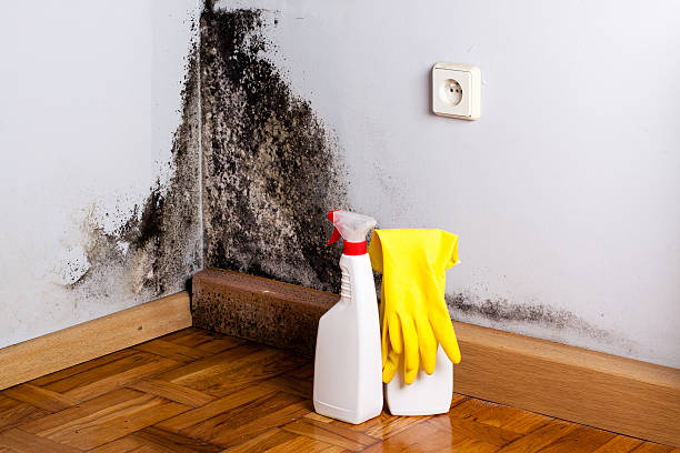Reliable Allentown, NJ Mold Remediation Solutions